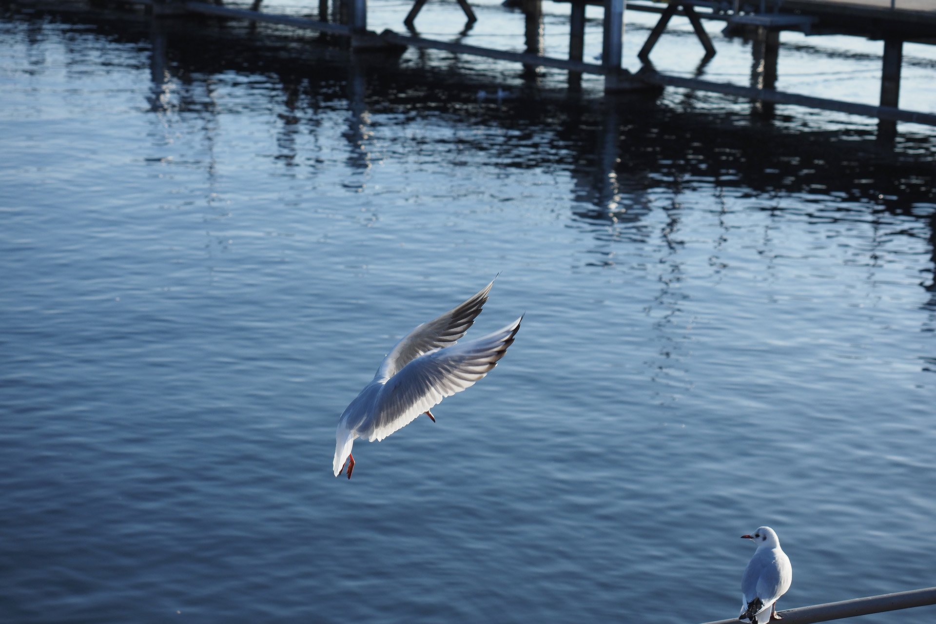 Olympus OM-D E-M1 Mark II: C-AF+Tracking, Bild 01